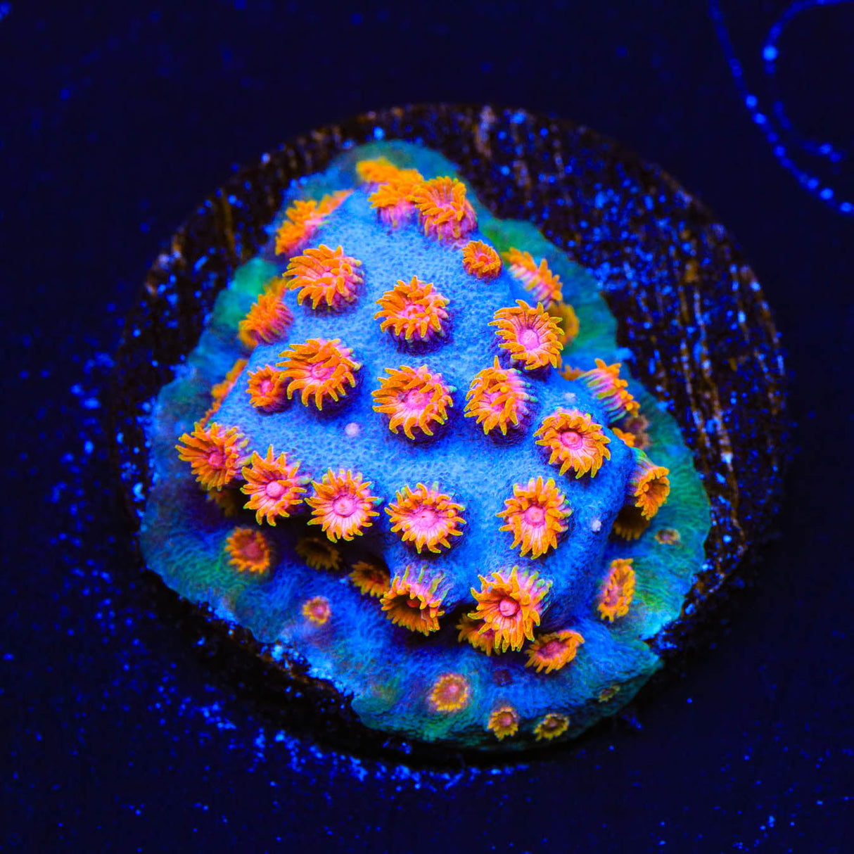 WWC Bizarro Cyphastrea Coral