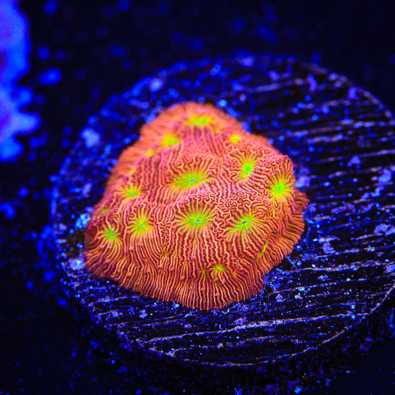 JF Jack O Lantern Leptoseris Coral