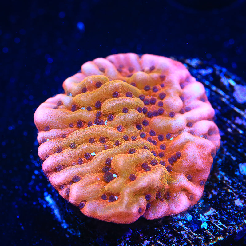 TSA Death Spiral Montipora Coral