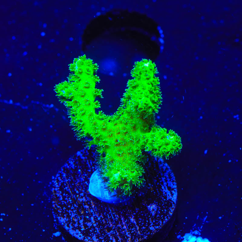 Neon Green Pocillopora Coral