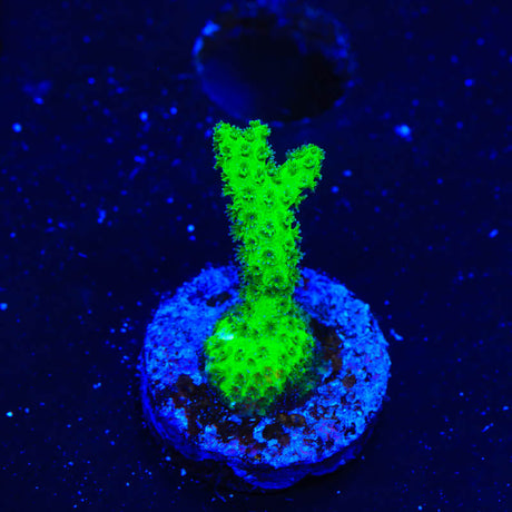 Neon Green Pocillopora Coral - (Almost WYSIWYG) - Top Shelf Aquatics 