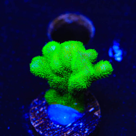 Kelly Green Psammocora Coral - (Almost WYSIWYG) - Top Shelf Aquatics 