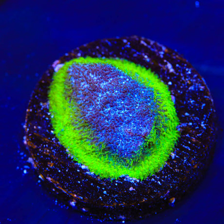 TSA Blueberry Haze Psammocora Coral