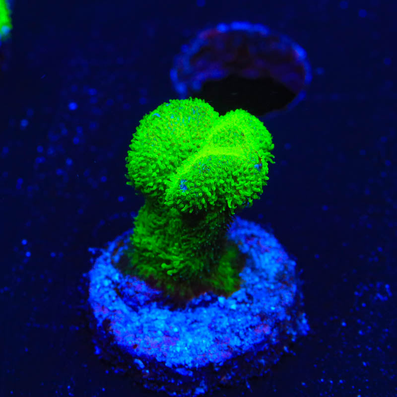 Kelly Green Psammocora Coral - Top Shelf Aquatics