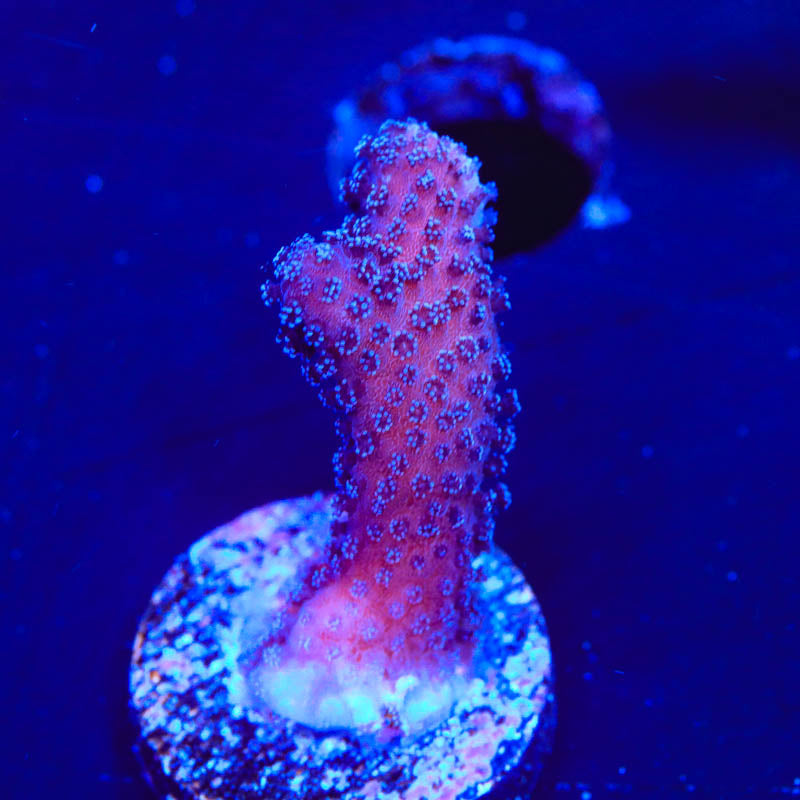 Purple Stylophora Coral