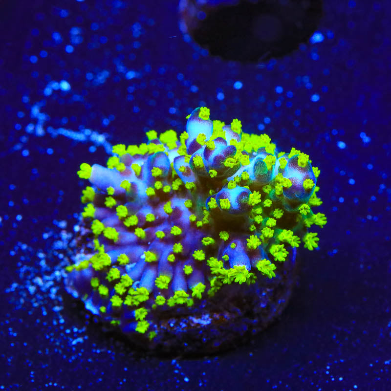 GARF Bonsai Acropora Coral