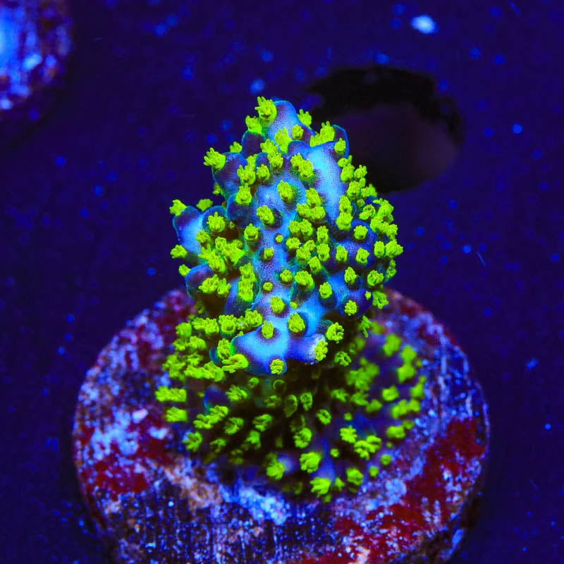 GARF Bonsai Acropora Coral