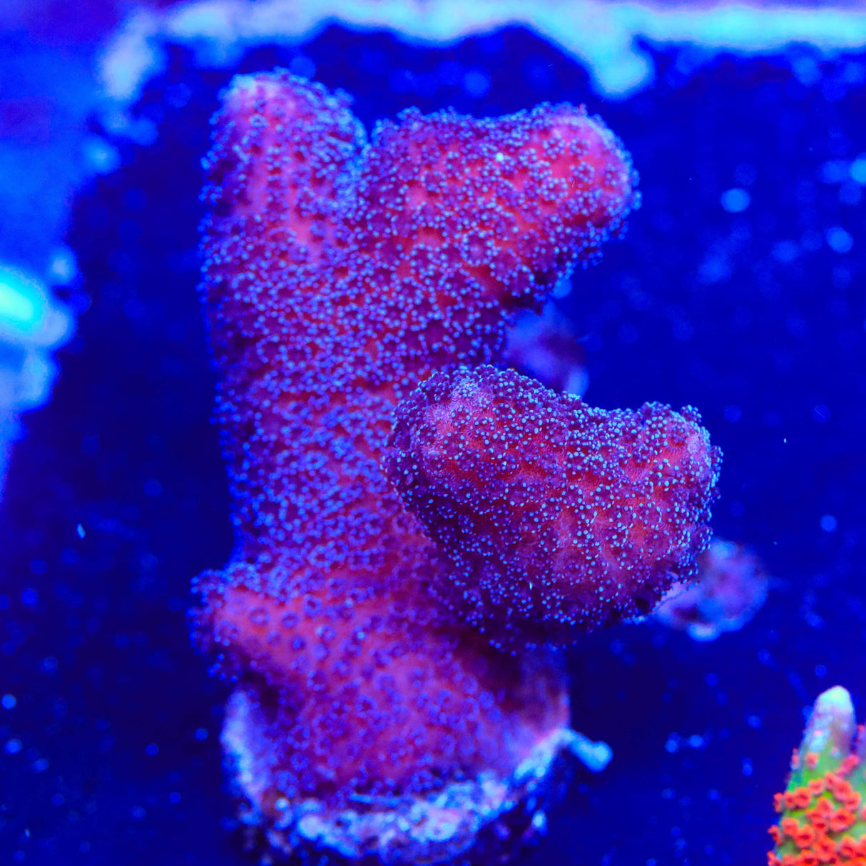 Purple Stylophora Coral