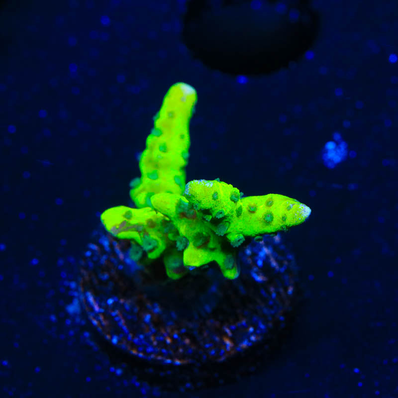 CB The Thing Anacropora Coral