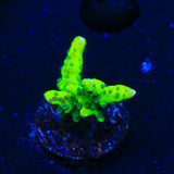 CB The Thing Anacropora Coral