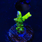 CB The Thing Anacropora Coral