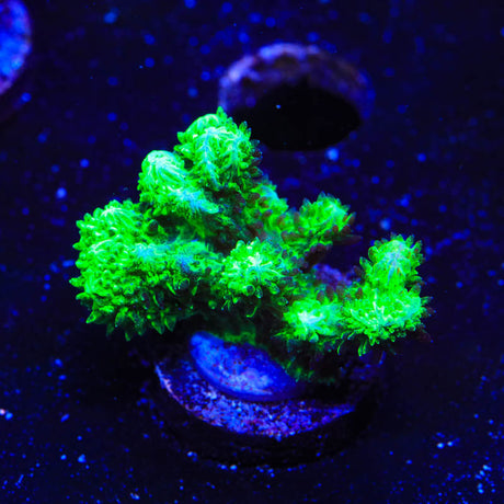 Neon Green Branching Hydnophora Coral