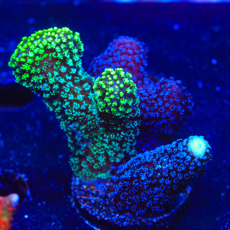 TSA Triple Threat Stylophora Coral - Top Shelf Aquatics