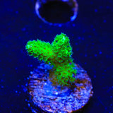 Neon Green Pocillopora Coral - Top Shelf Aquatics