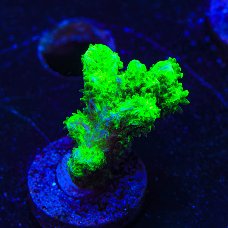 Neon Green Branching Hydnophora Coral