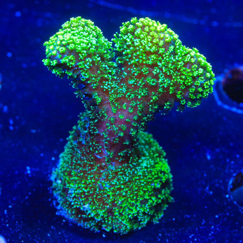 Green Stylophora Coral