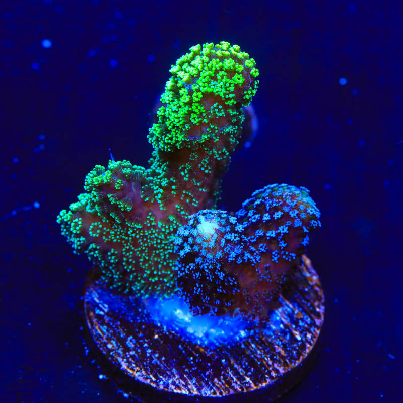 TSA Double Trouble Stylophora Coral