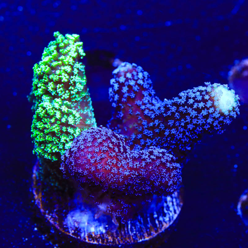 TSA Triple Threat Stylophora Coral