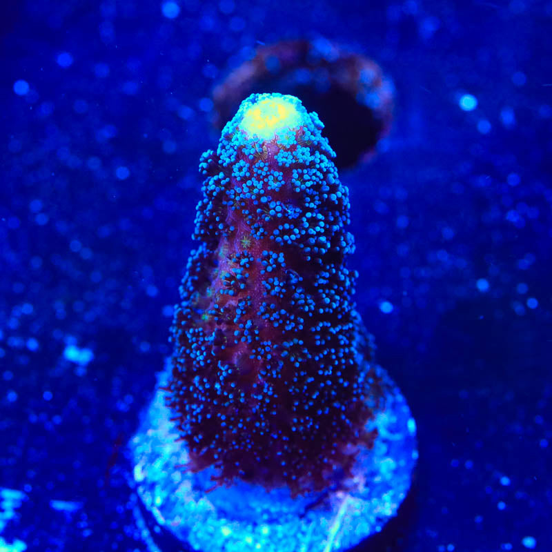 TSA Blueberry Stylophora Coral