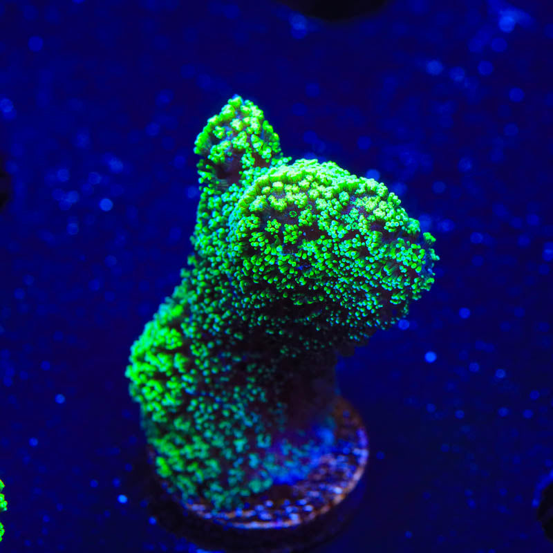 Green Stylophora Coral