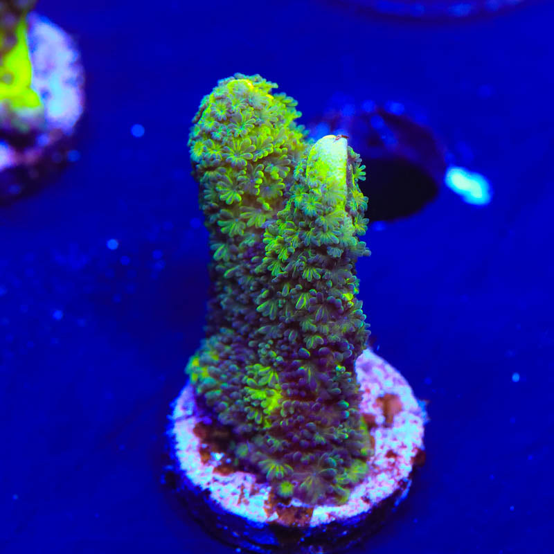 ORA Green Spongodes Montipora Coral