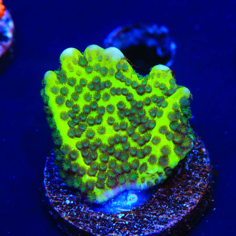 ORA Green Spongodes Montipora Coral