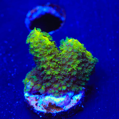 ORA Green Spongodes Montipora Coral