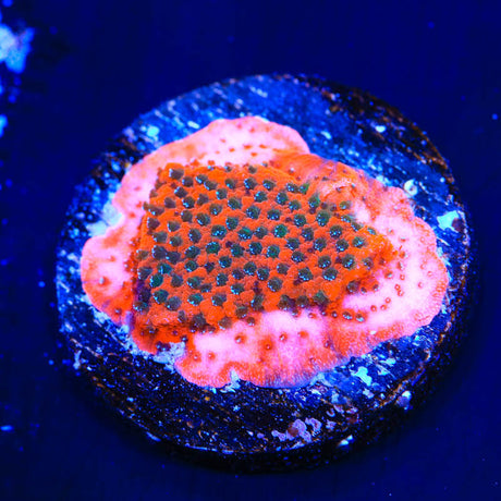 TSA Megachrome Montipora Coral - Top Shelf Aquatics