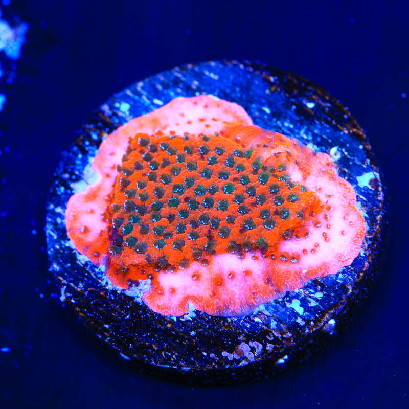 TSA Megachrome Montipora Coral