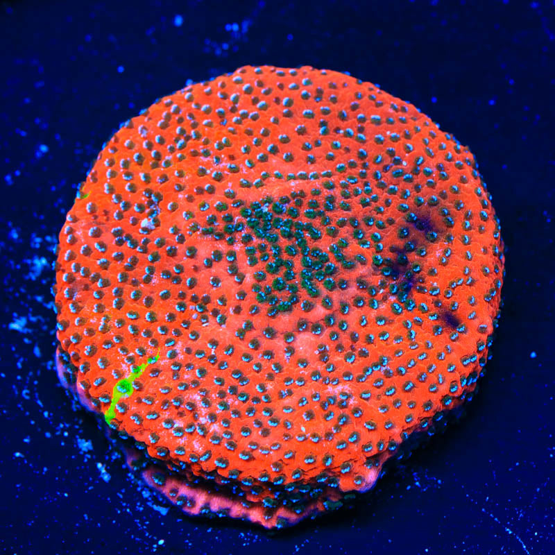 TSA Danger Zone Montipora Coral