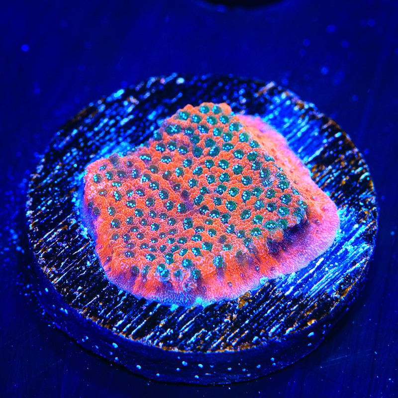 TSA Megachrome Montipora Coral - Top Shelf Aquatics