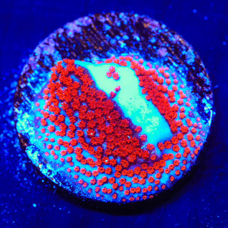 Superman Montipora Coral