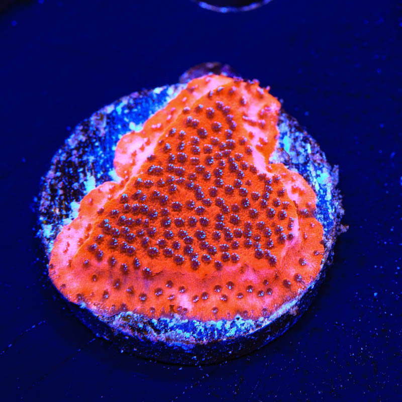 Mystic Sunset Montipora Coral