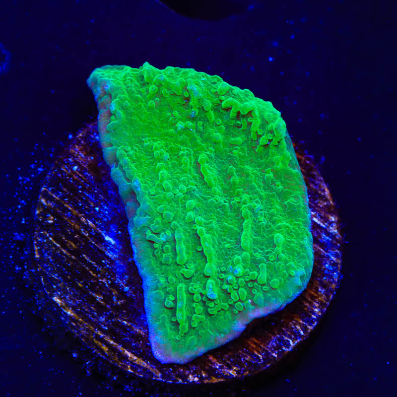 Green Montipora Cap Coral