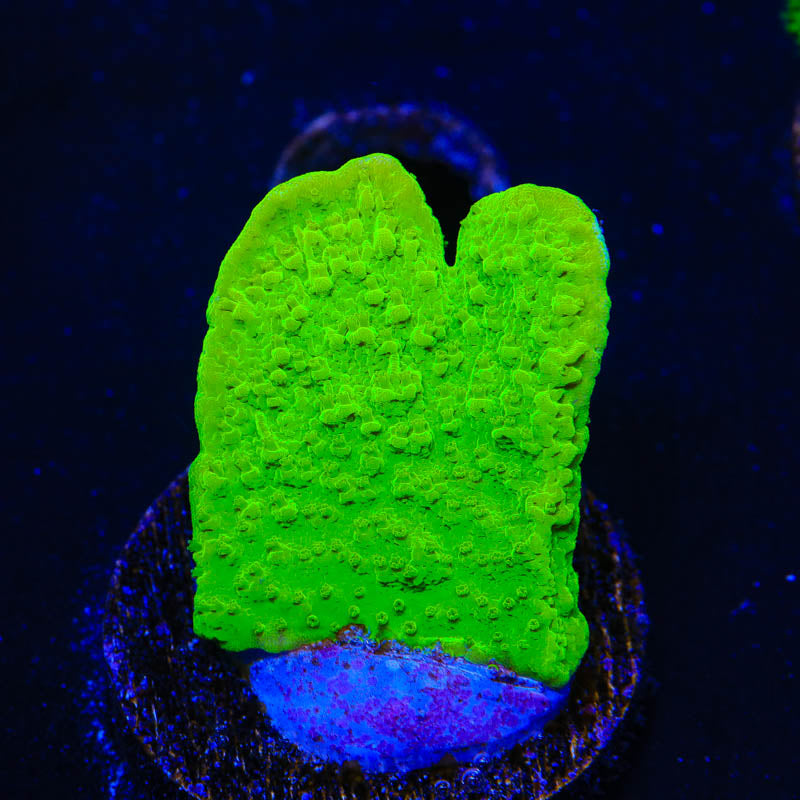 Tyree Toxic Green Aequituberculata Montipora Coral - Top Shelf Aquatics