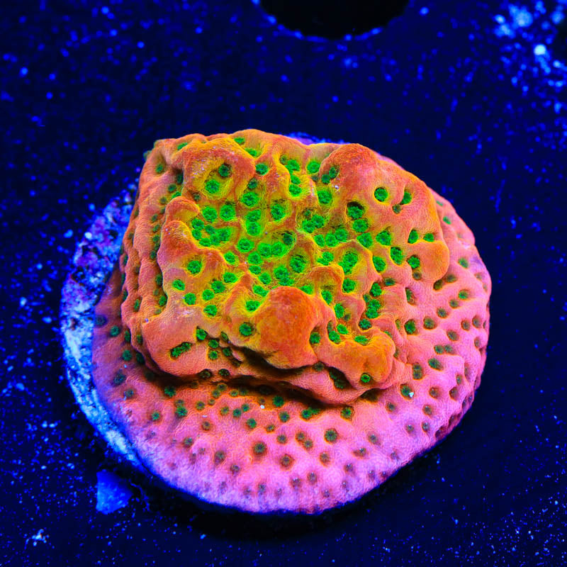 TSA Sugar High Montipora Coral