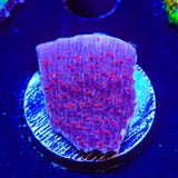 TSA Periwinkle Passion Montipora Cap Coral