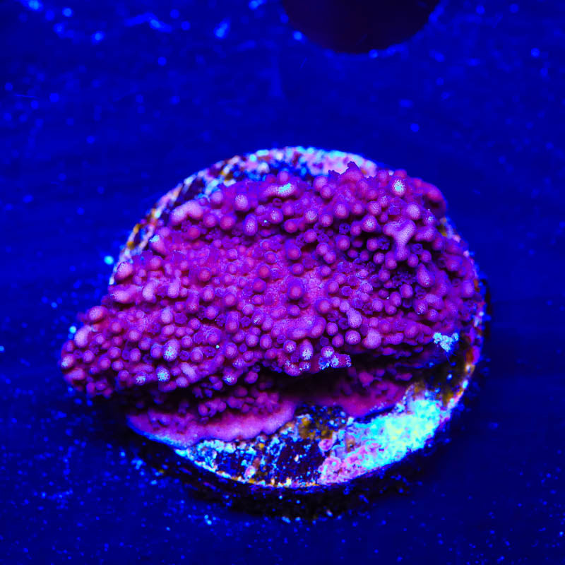 TSA Purple Montipora Cap Coral | Top Shelf Aquatics