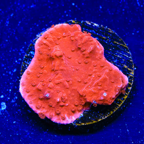 Red Montipora Cap Coral - (Almost WYSIWYG) - Top Shelf Aquatics 