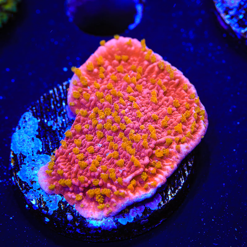 Reeftech Starburst Montipora Cap Coral - Top Shelf Aquatics
