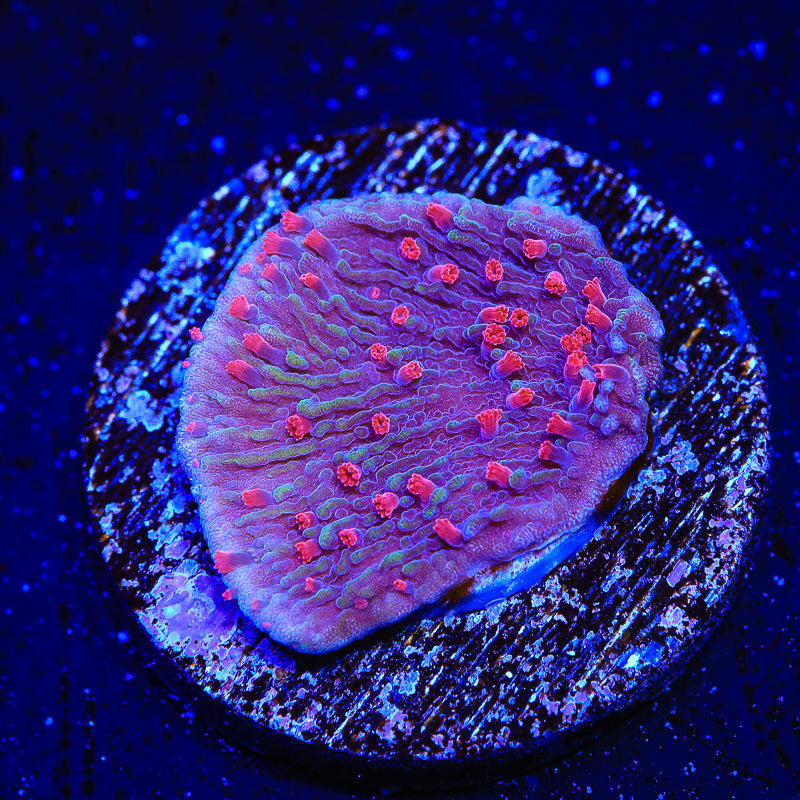 TSA Periwinkle Passion Montipora Cap Coral