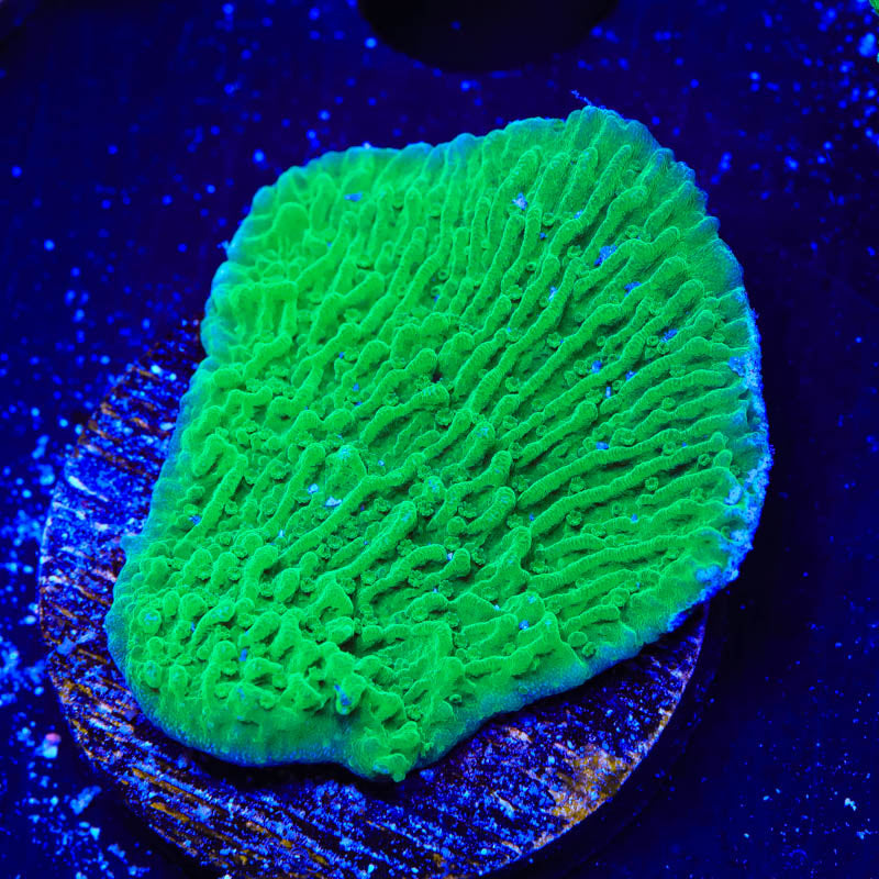 Green Montipora Cap Coral