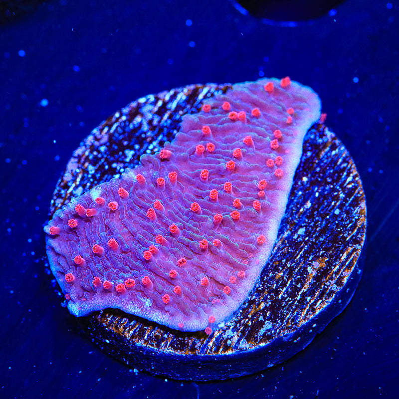 TSA Periwinkle Passion Montipora Cap Coral