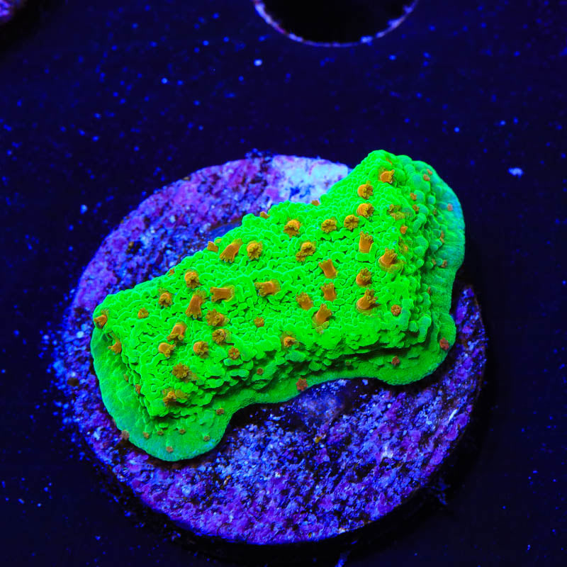 Seasons Greeting Montipora Coral