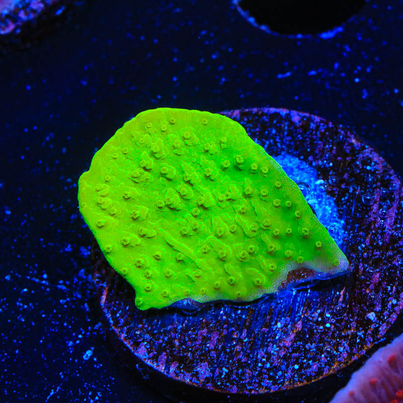 Tyree Toxic Green Aequituberculata Montipora Coral - Top Shelf Aquatics
