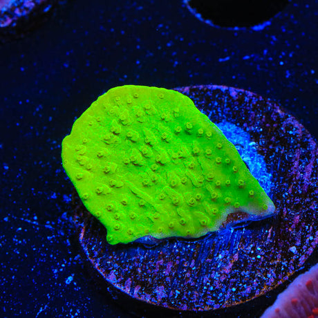 Tyree Aequituberculata Montipora Cap Coral - Top Shelf Aquatics
