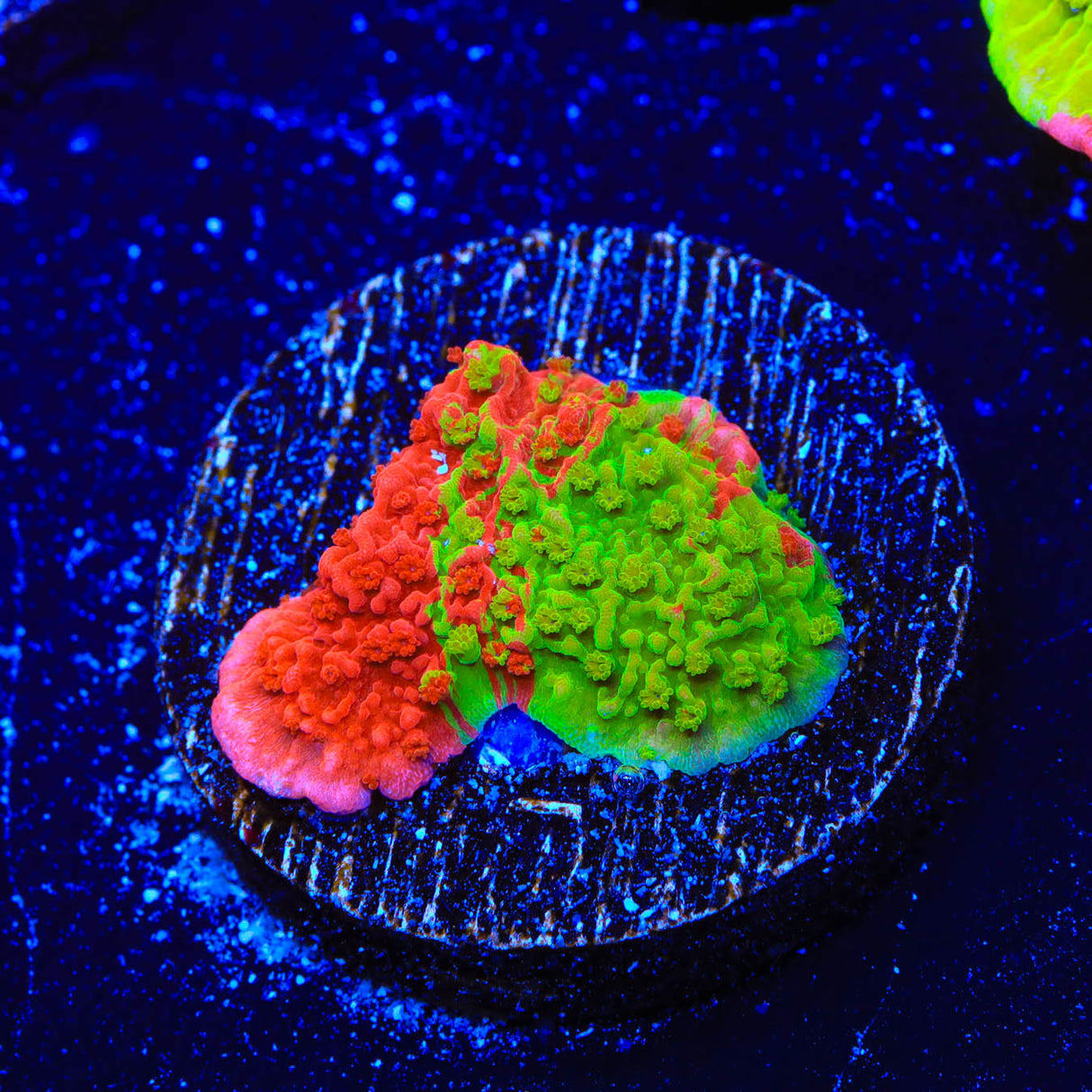 WWC Grafted Montipora Cap Coral