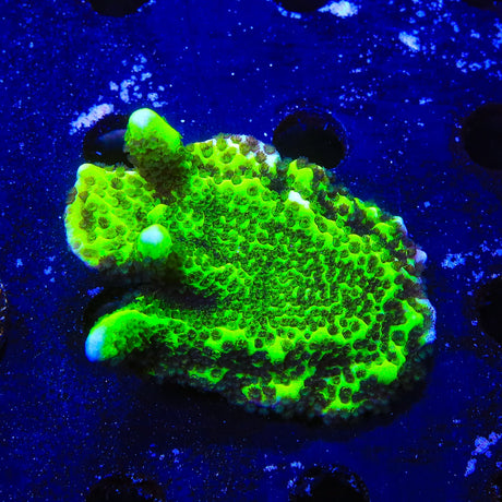 ORA Green Spongodes Montipora Coral