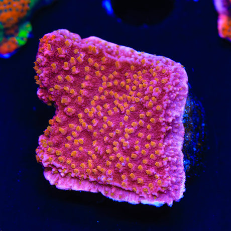 Reeftech Starburst Montipora Cap Coral