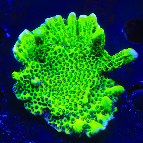 ORA Green Spongodes Montipora Coral